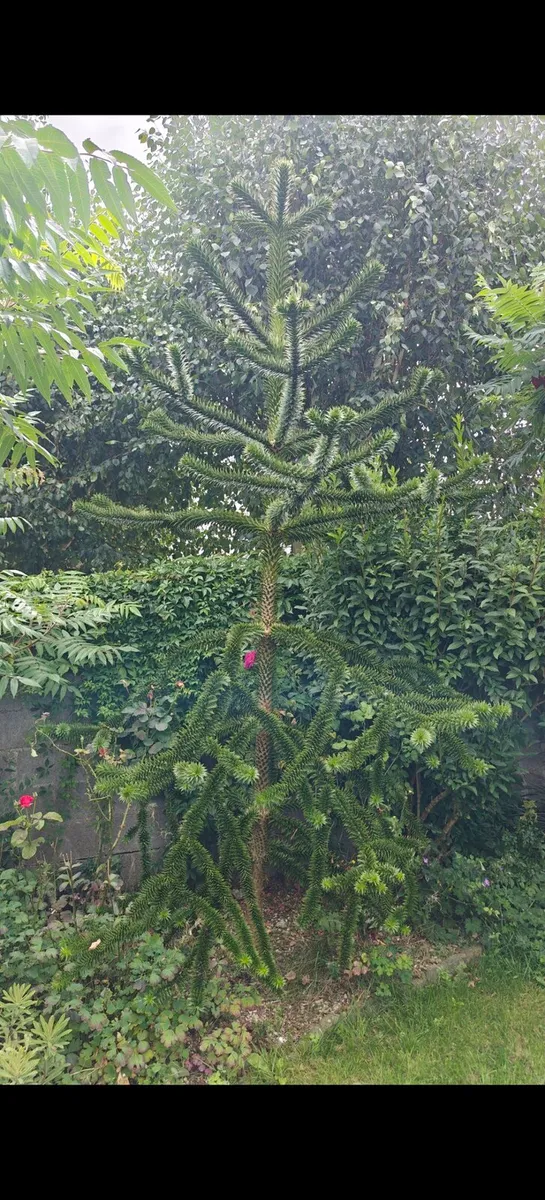 Monkey puzzle tree