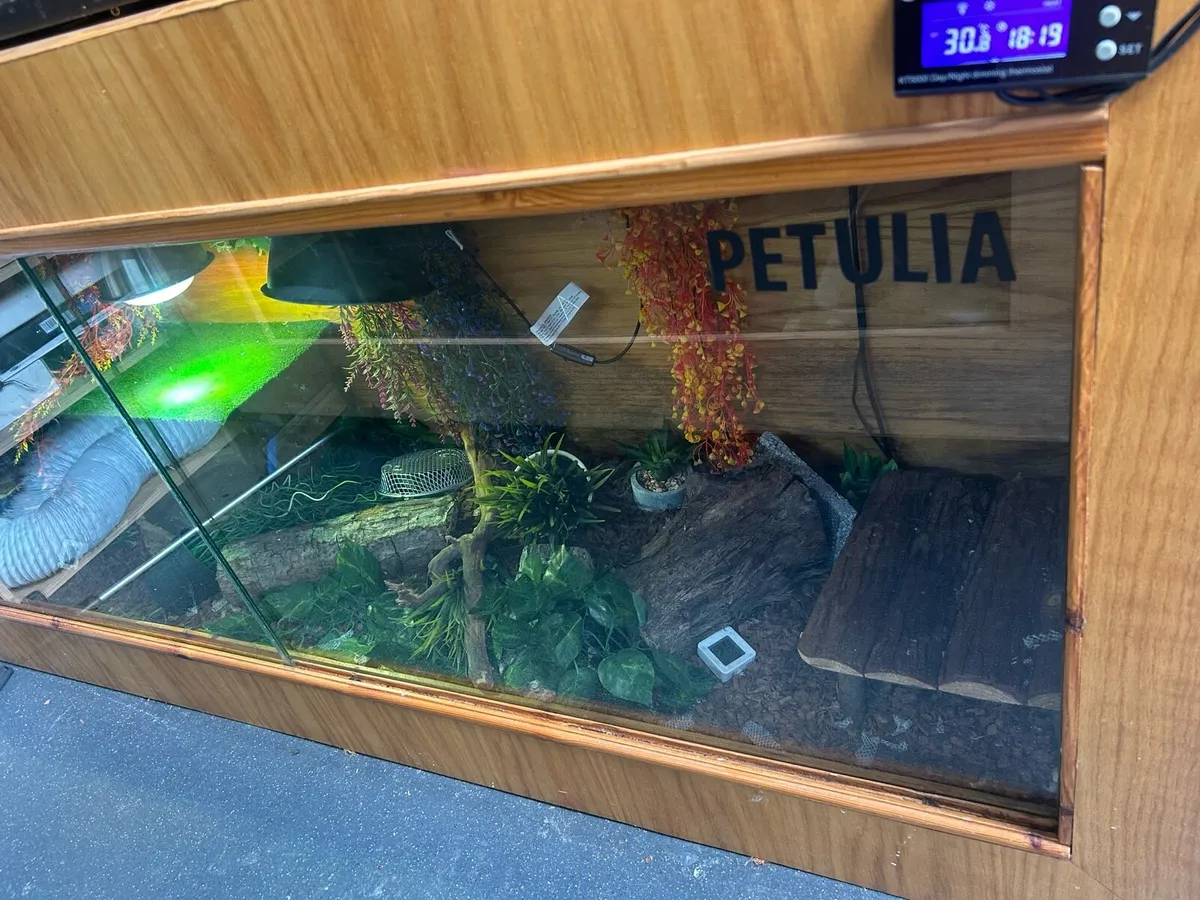 Reptile tanks - Image 1