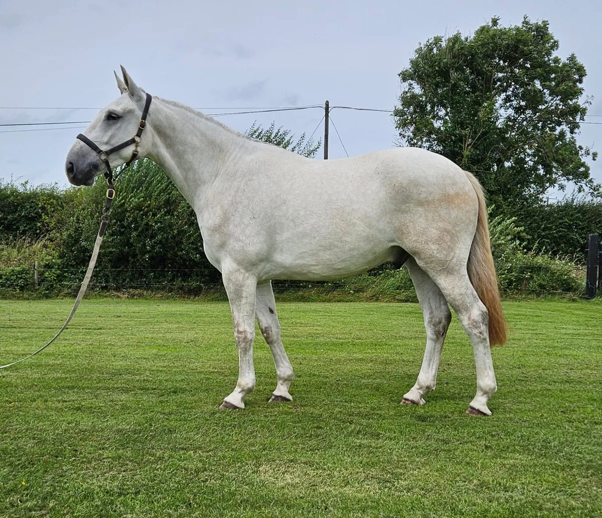 16.2h Irish Draught Gelding - Image 1