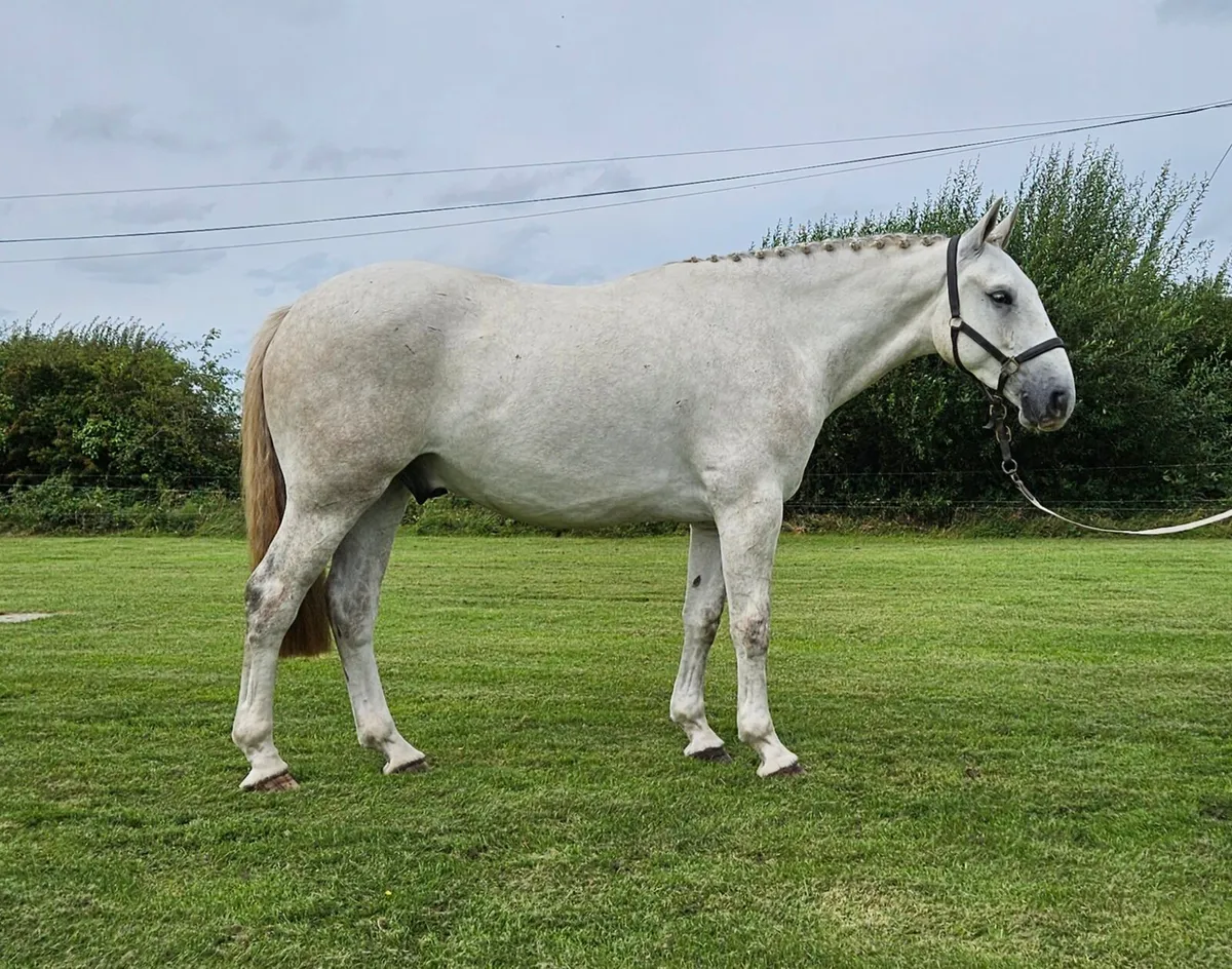 16.2h Irish Draught Gelding - Image 2