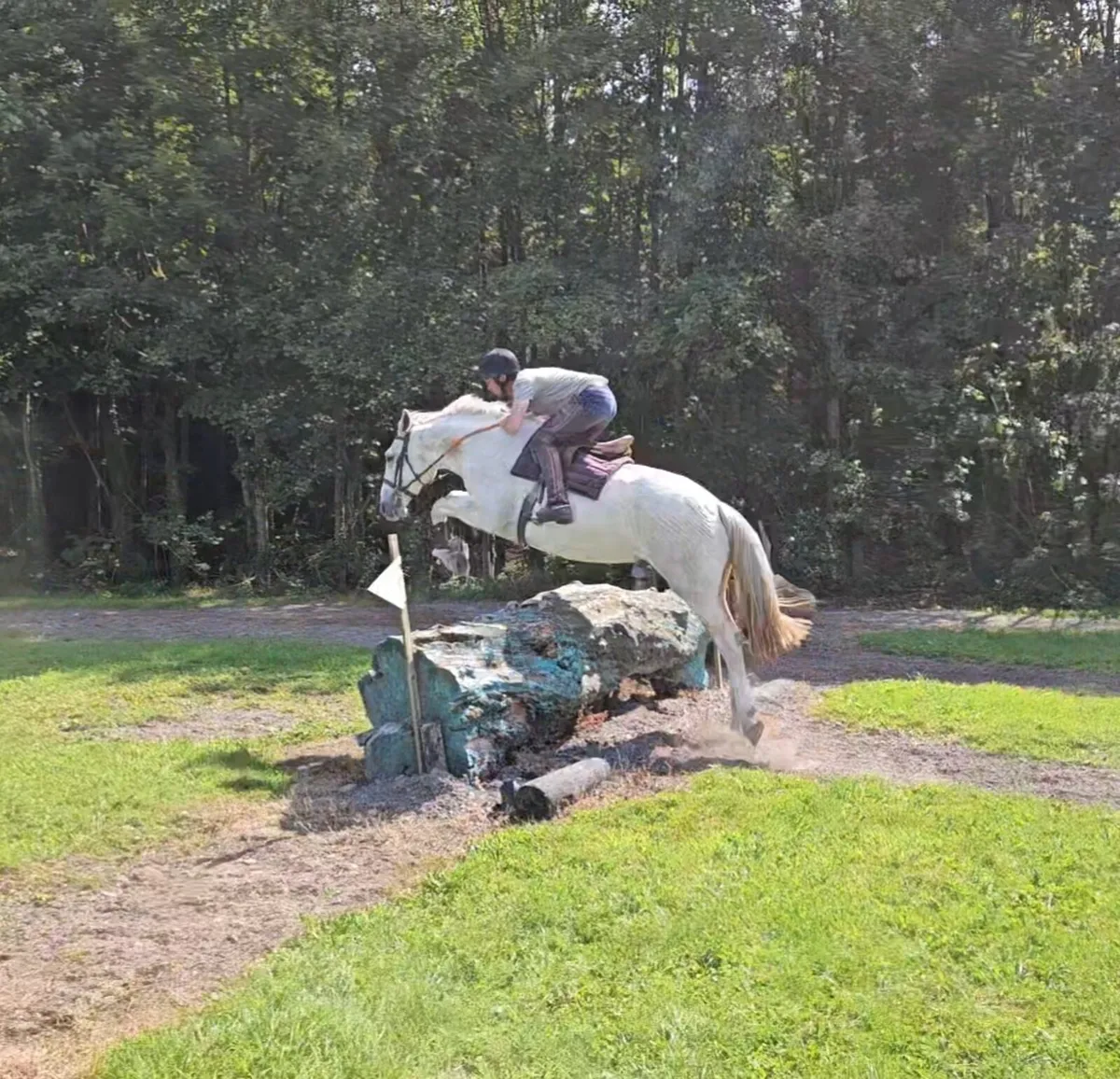 16.2h Irish Draught Gelding - Image 3