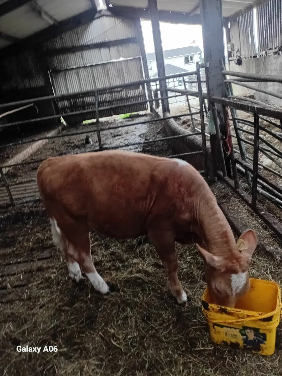 Cattle - Image 1
