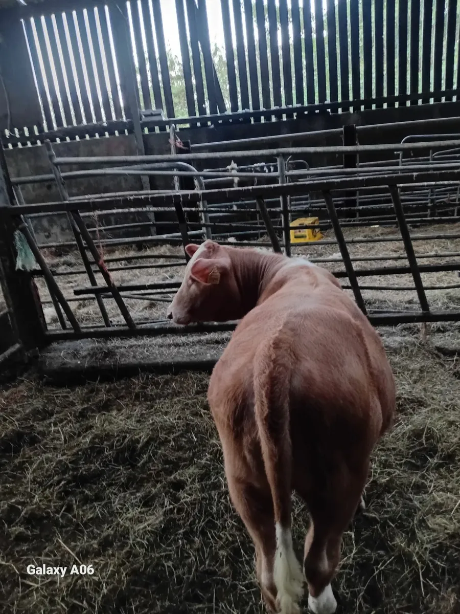 Cattle - Image 2