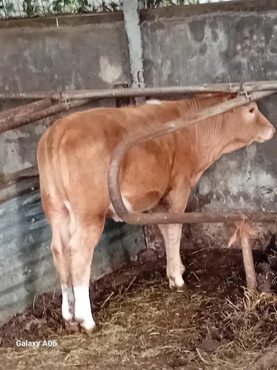 Cattle - Image 3