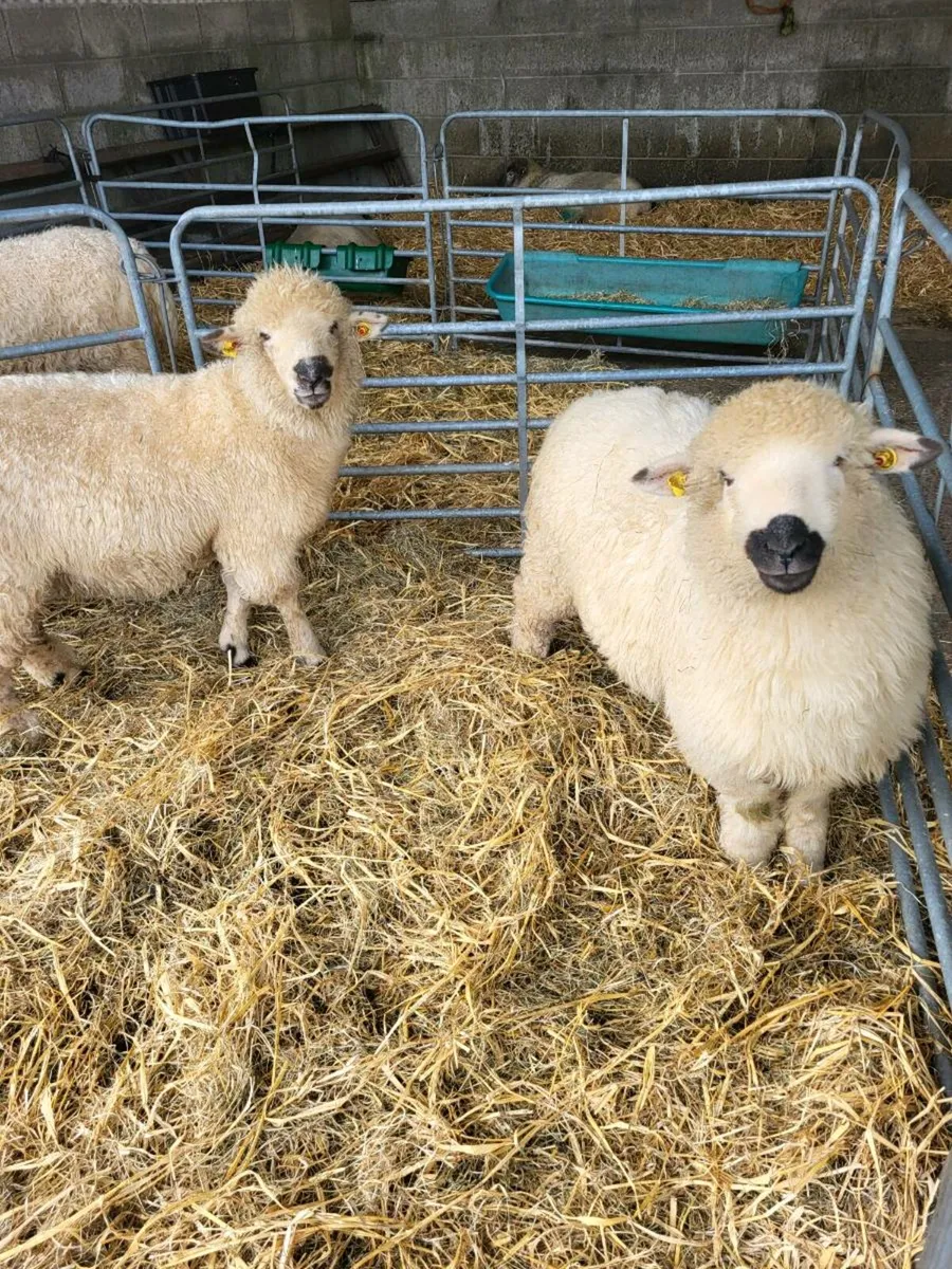 2 Ewe Lambs - Image 1