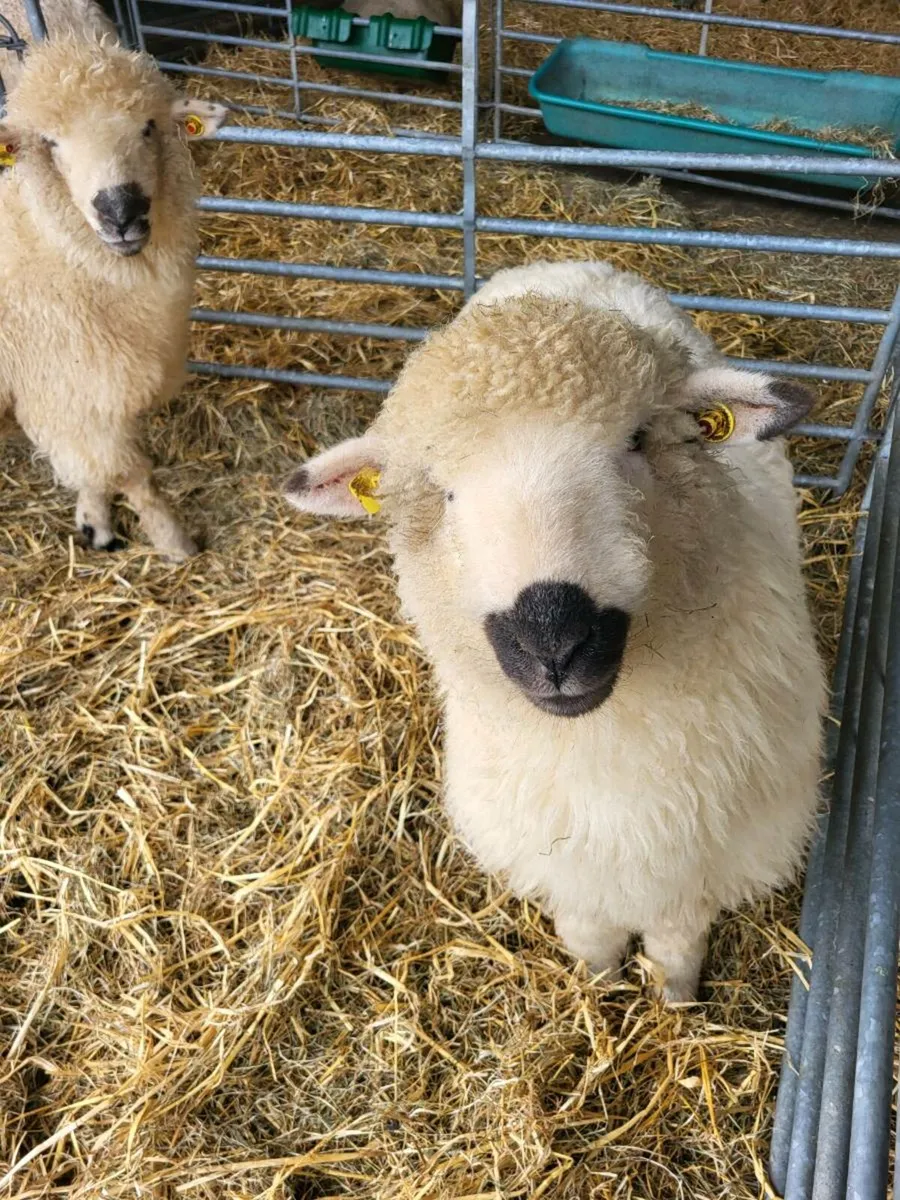 2 Ewe Lambs - Image 2