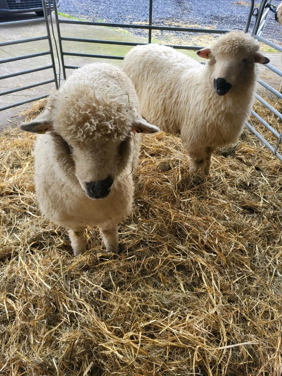 2 Ewe Lambs - Image 3