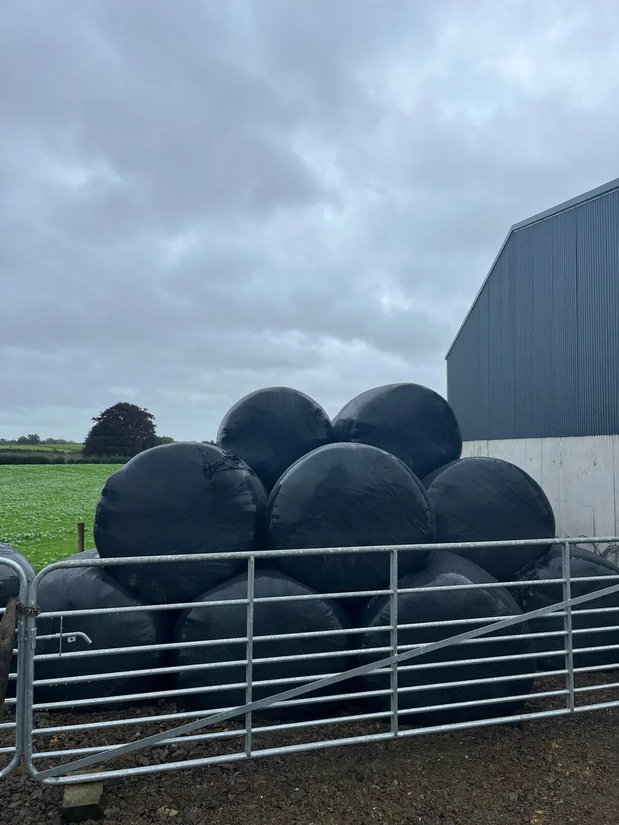 Round bales - Image 1