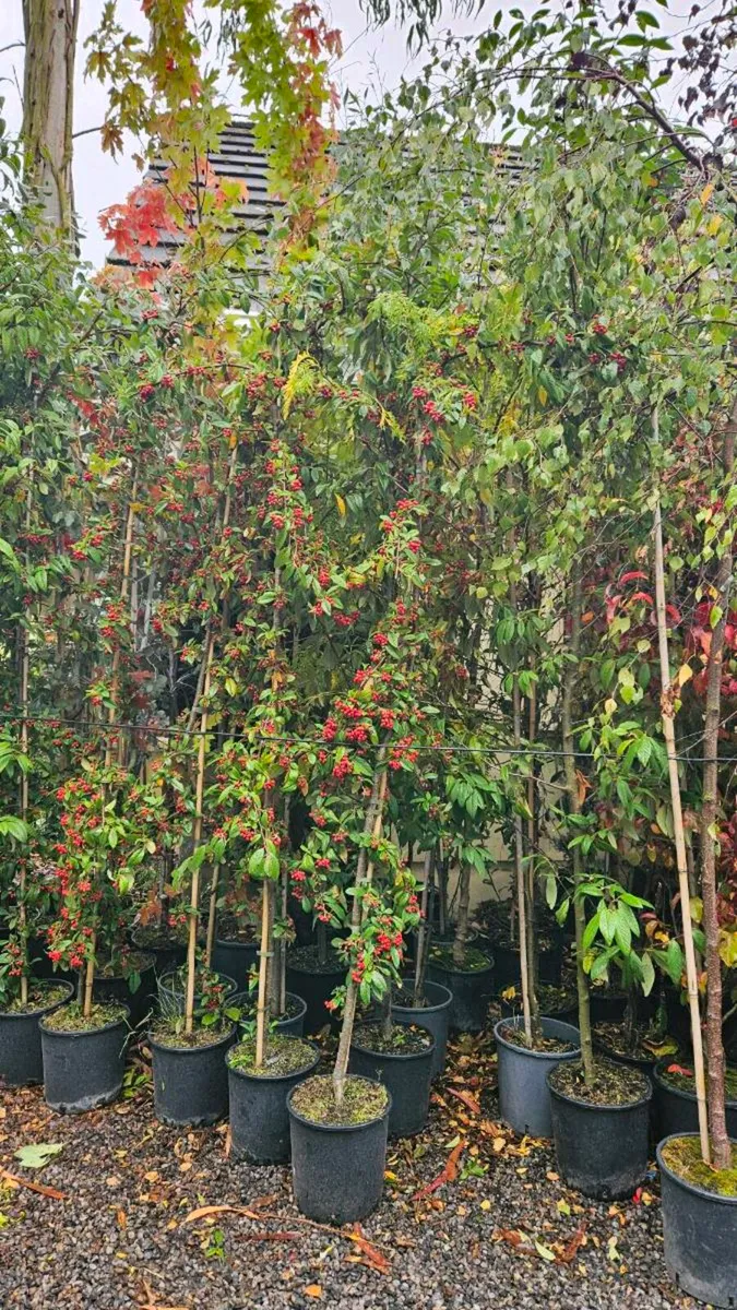 Trees, 10ft tall - Image 2