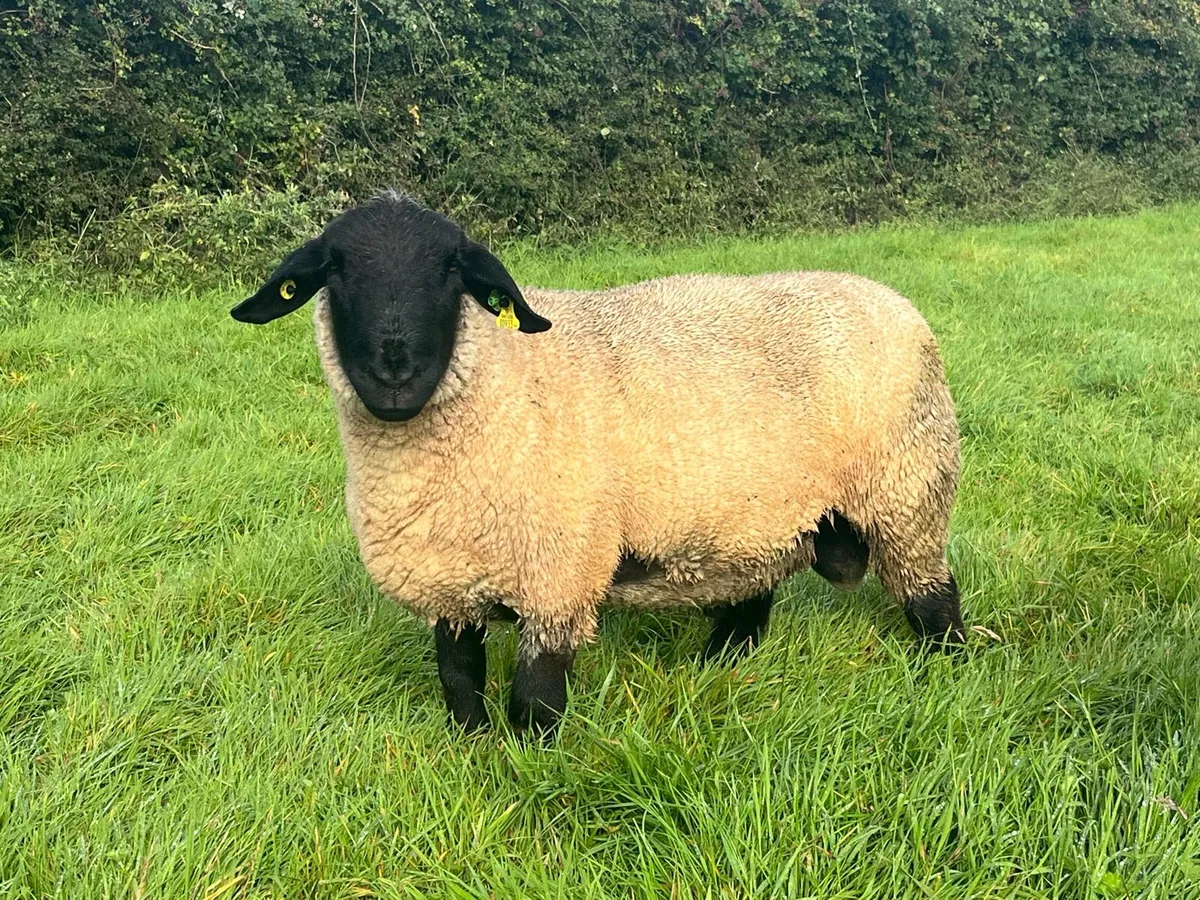 Pedigree Suffolk hoggot ram - Image 1