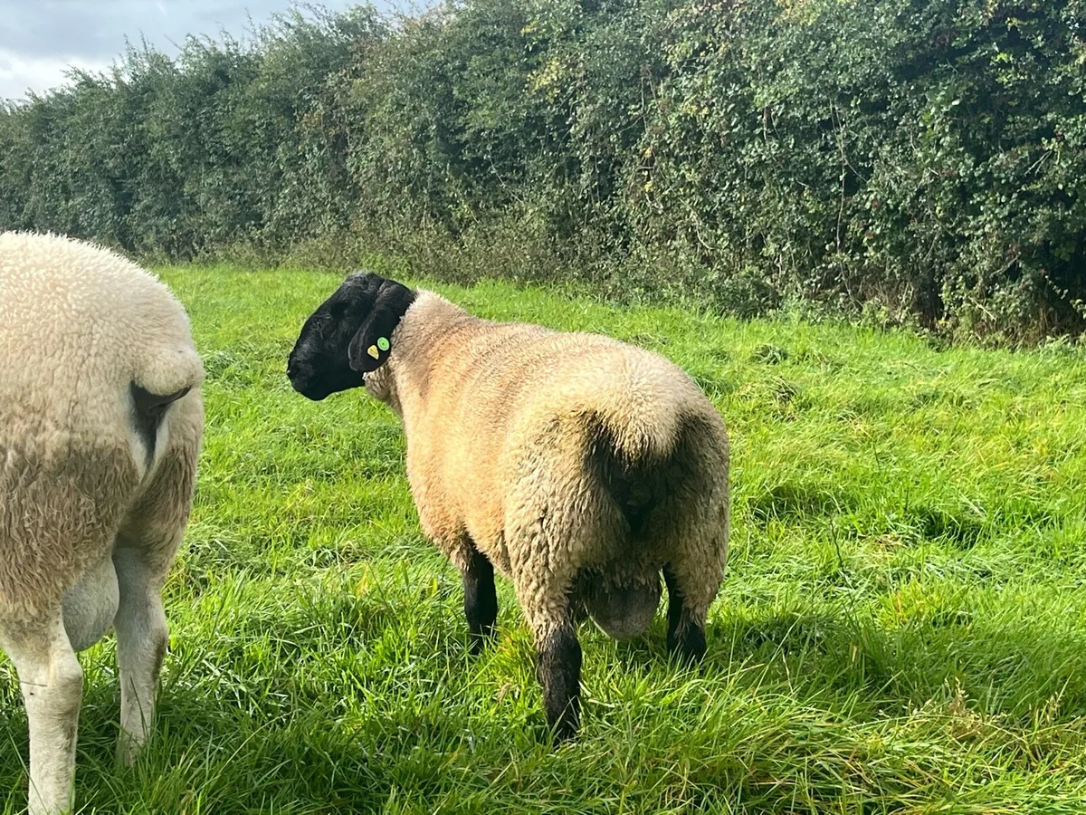 Pedigree Suffolk hoggot ram - Image 2