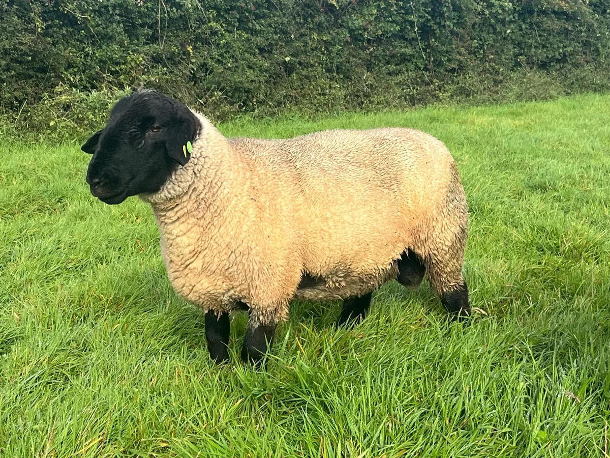 Pedigree Suffolk hoggot ram - Image 3