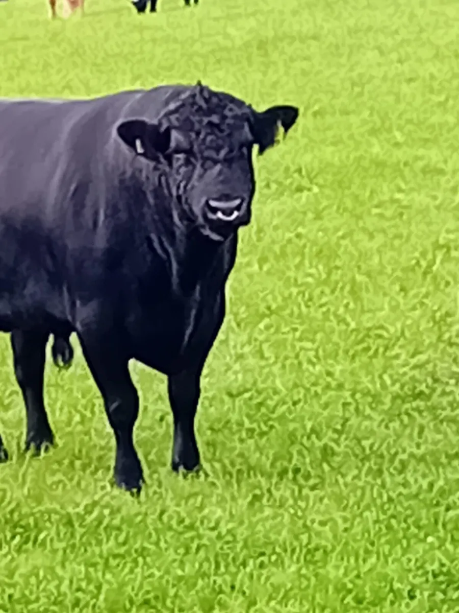 Aberdeen Angus Bull - Image 1