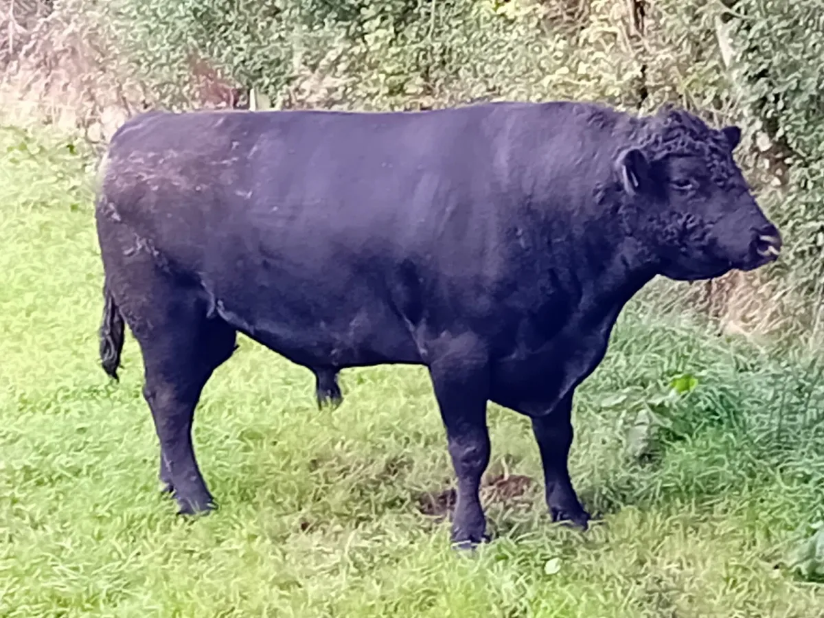 Aberdeen Angus Bull - Image 2