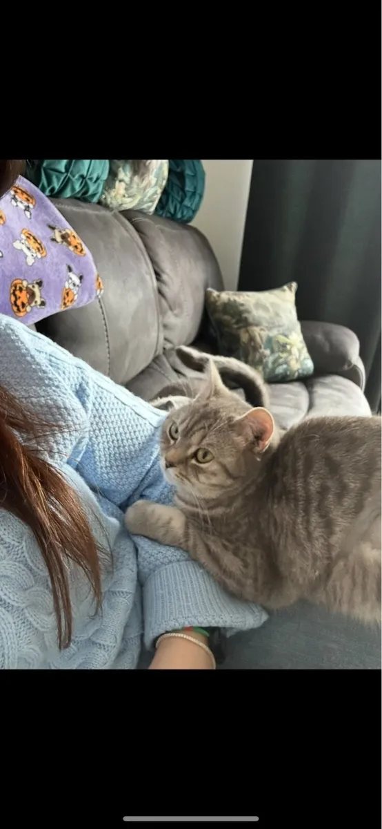Female British Shorthair Looking For Forever 🏡 - Image 1