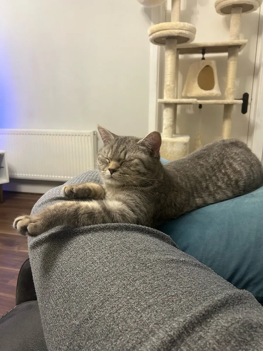 Female British Shorthair Looking For Forever 🏡 - Image 2