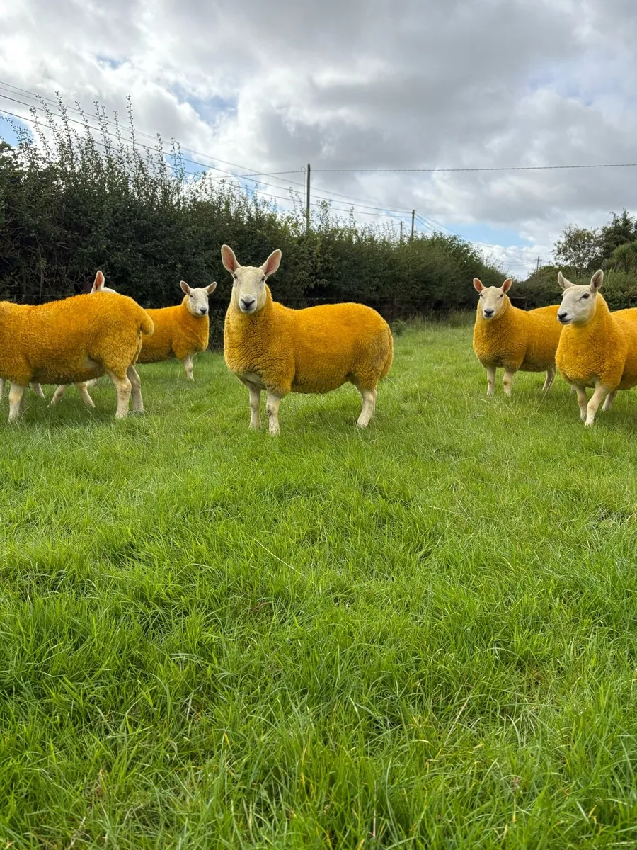 Mule and North Country Cheviot Hoggets - Image 1