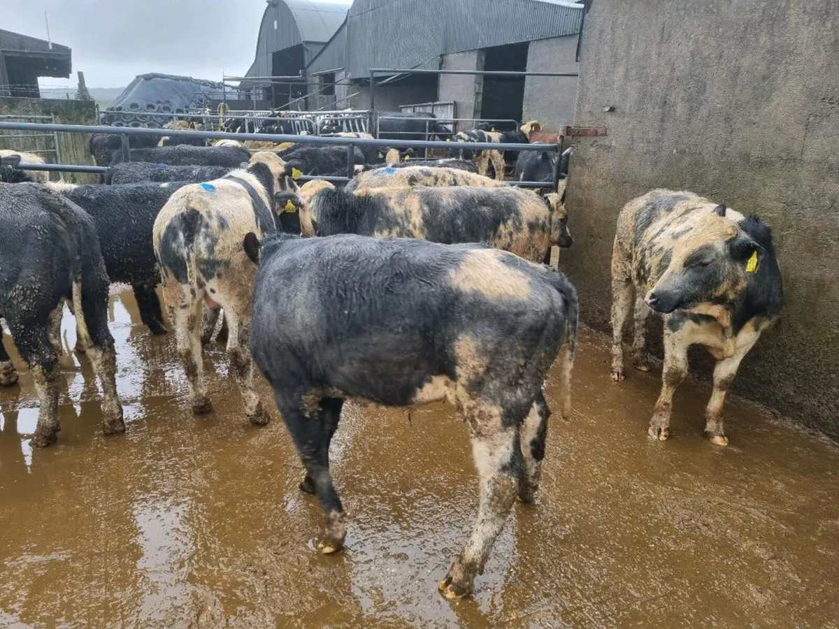 20 Belgian blue bulls - Image 3
