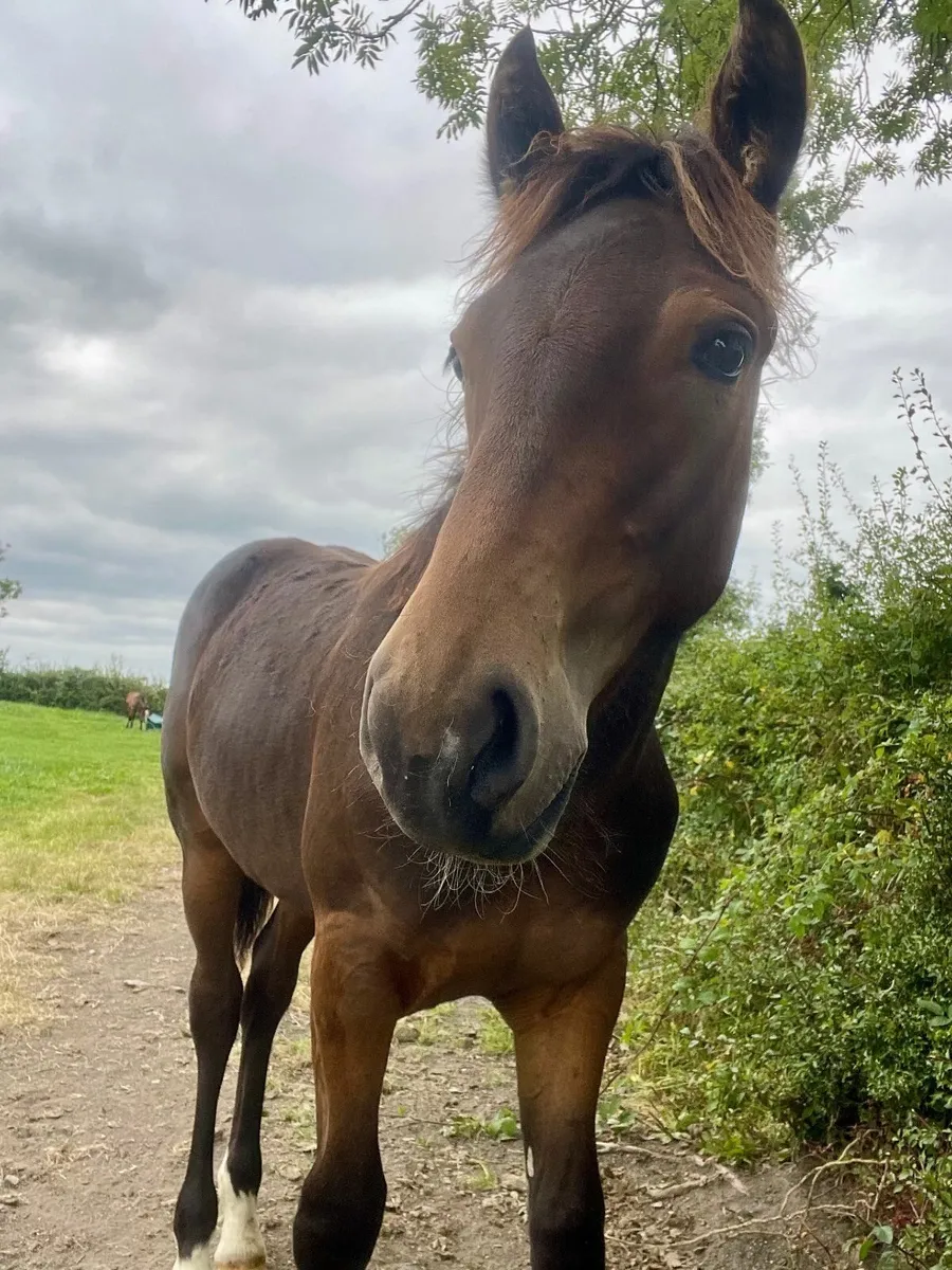 Irish Draught Colt foal by Baltydaniel Golden Boy - Image 2
