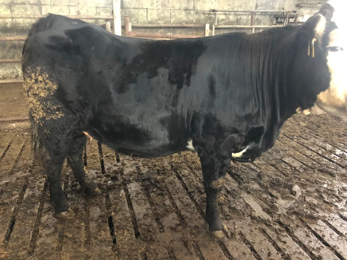 Springing lmx heifer - Image 2