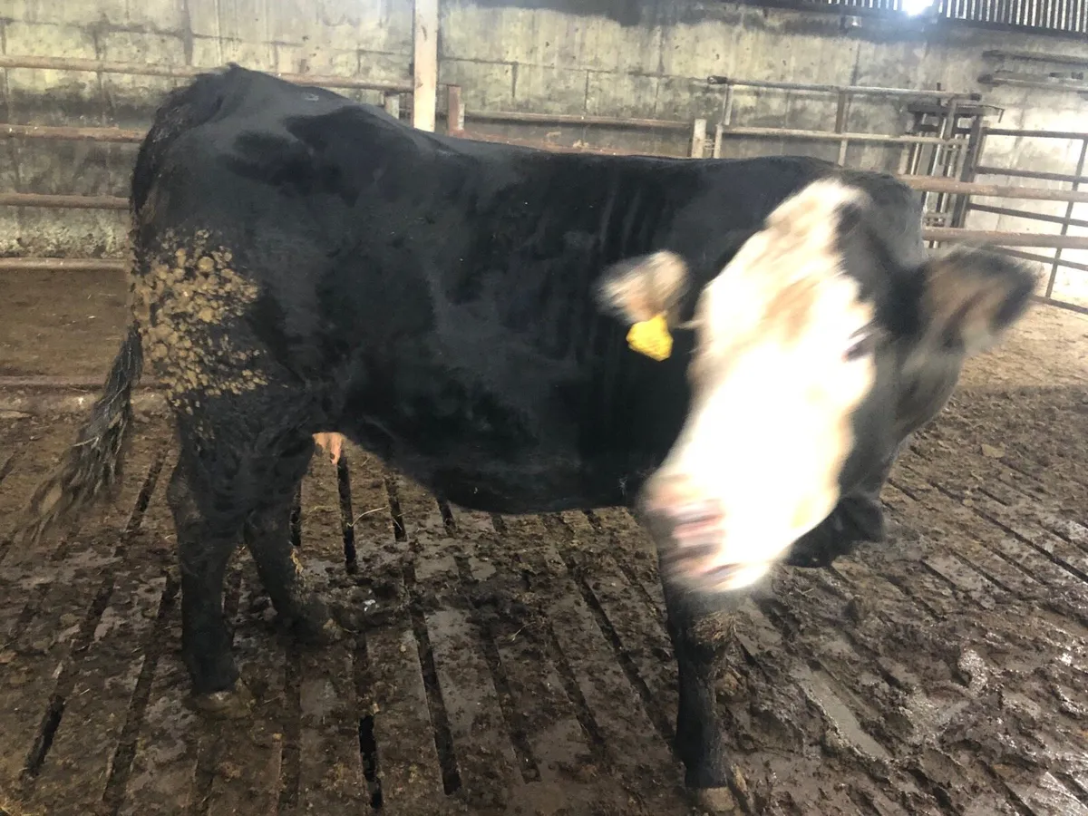 Springing lmx heifer - Image 3