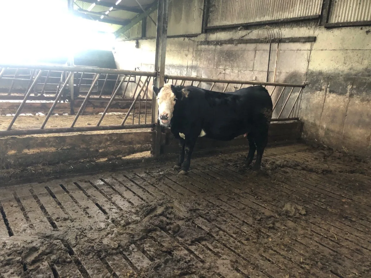 Springing lmx heifer - Image 4