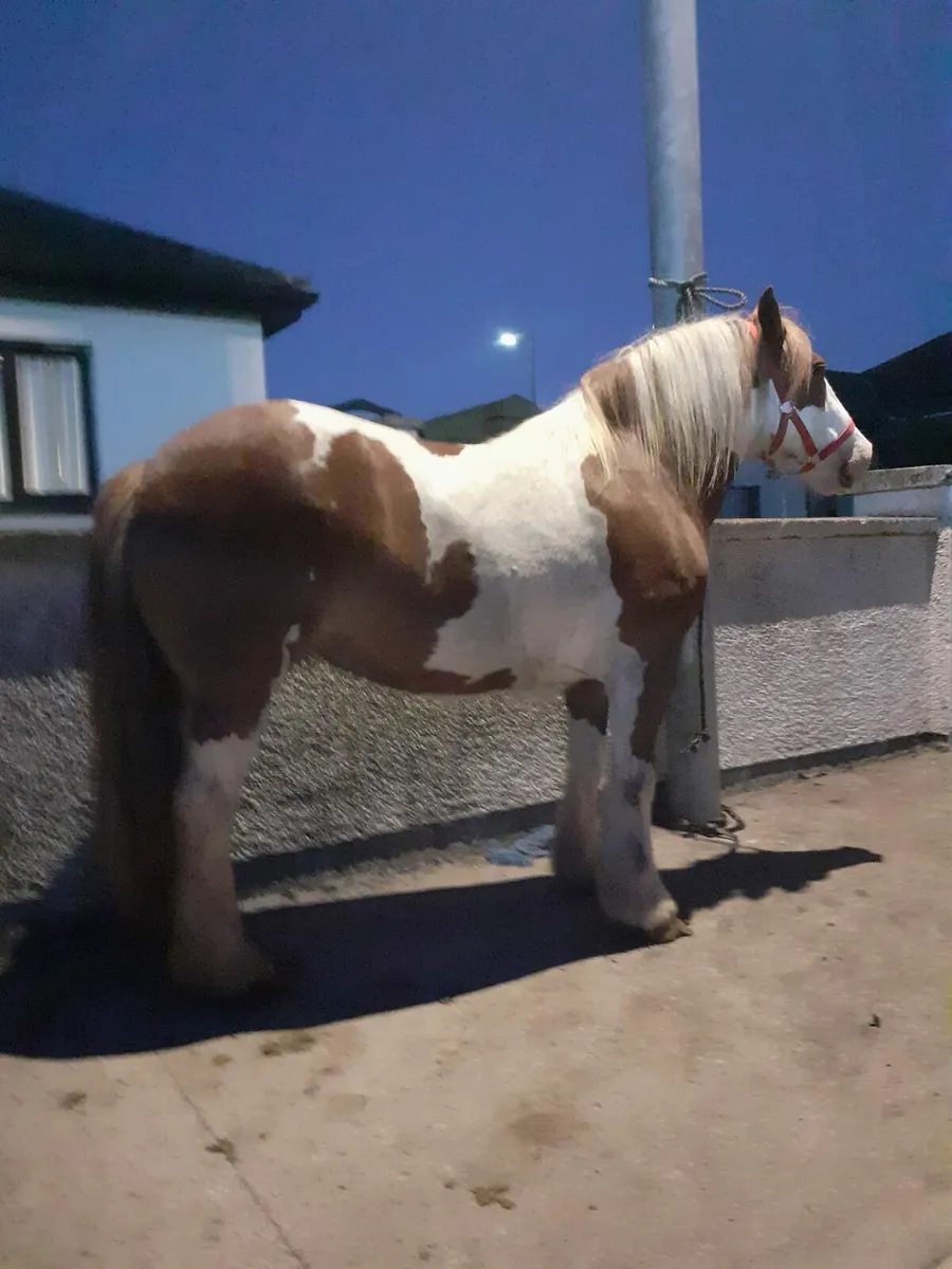 Golden skewbald mare cob. - Image 2