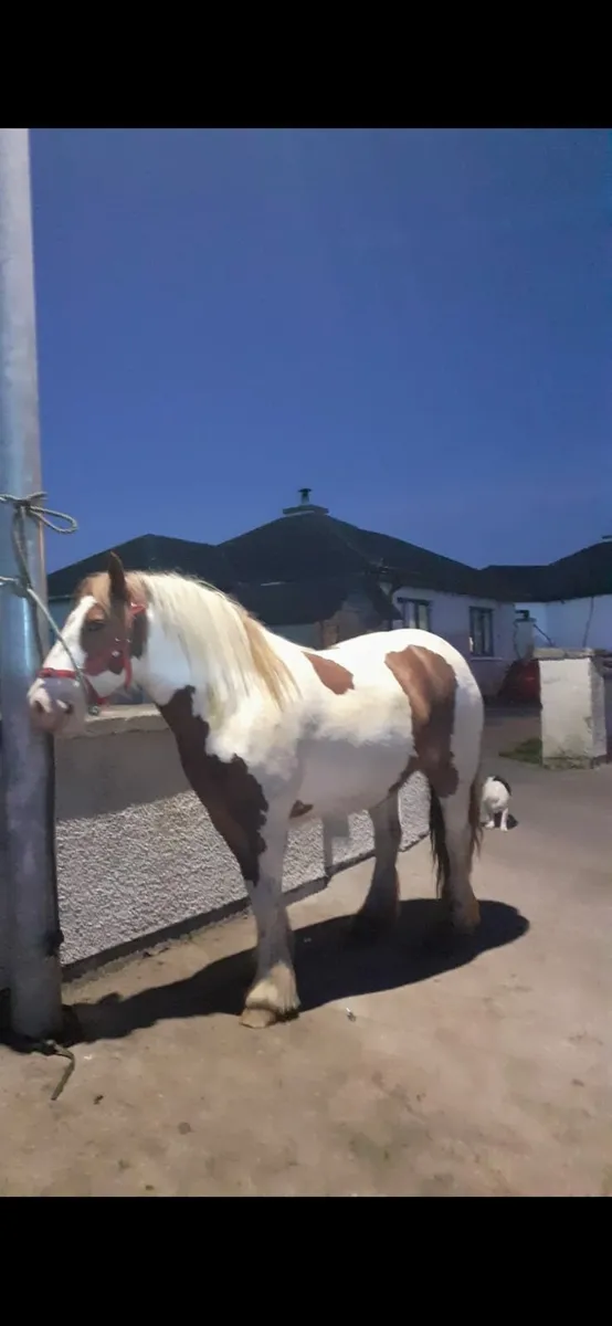 Golden skewbald mare cob. - Image 3