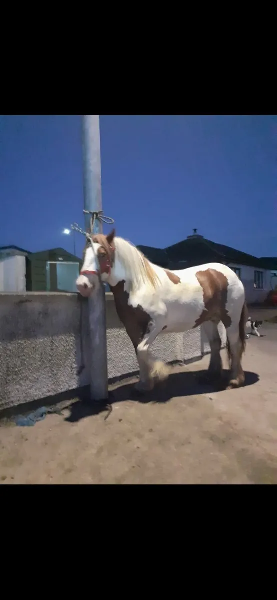 Golden skewbald mare cob. - Image 4