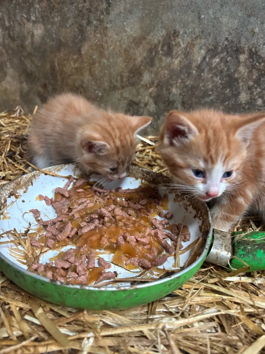 Kittens - Image 1
