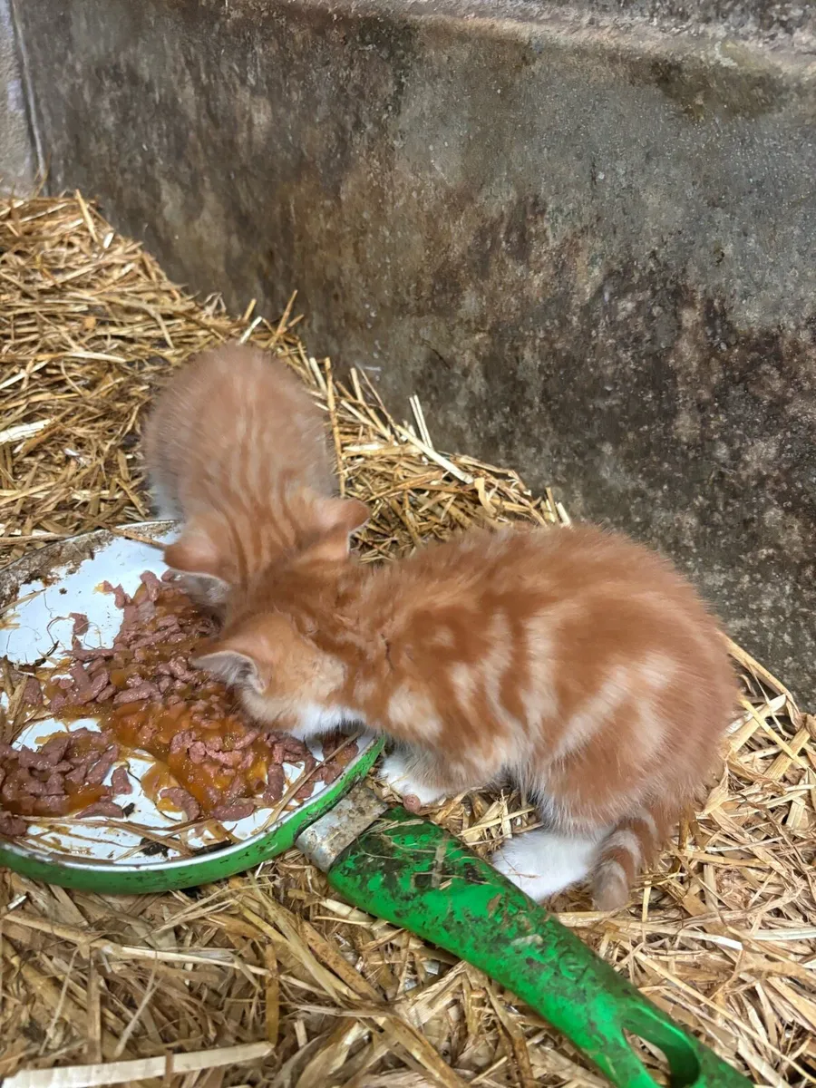 Kittens - Image 2