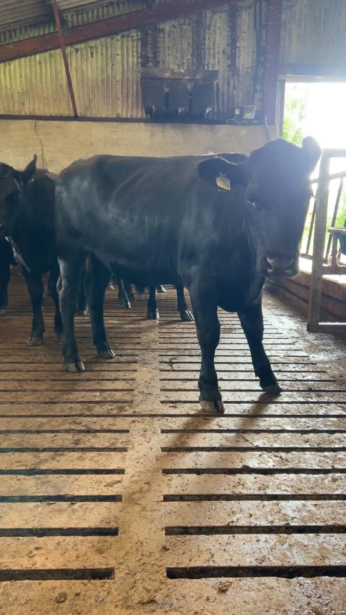 Aberdeen Angus bullocks - Image 2