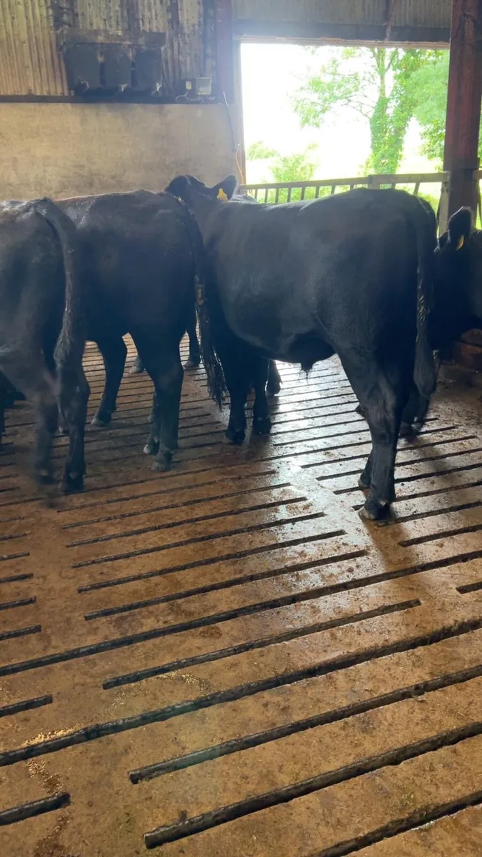 Aberdeen Angus bullocks - Image 1