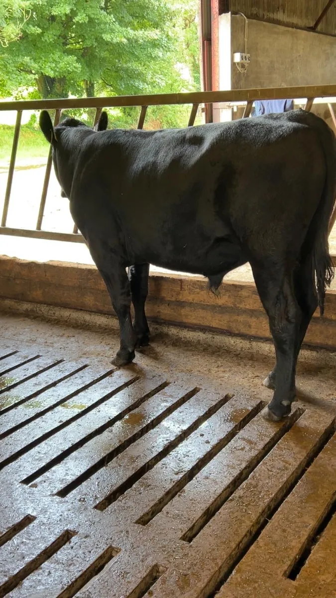 Aberdeen Angus bullocks - Image 3