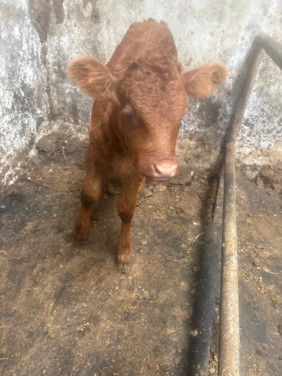 Foster calf - Image 1