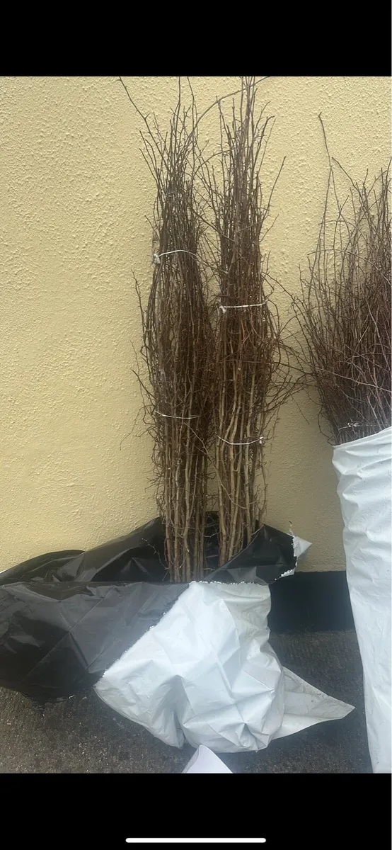 Whitethorn hedging free delivery ready now