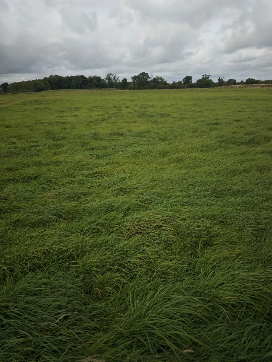 Aftergrass to let for silage