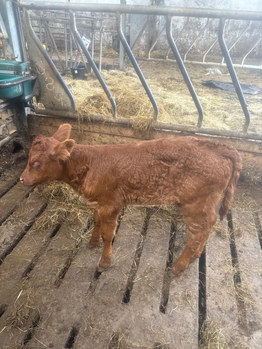 Foster calf - Image 2