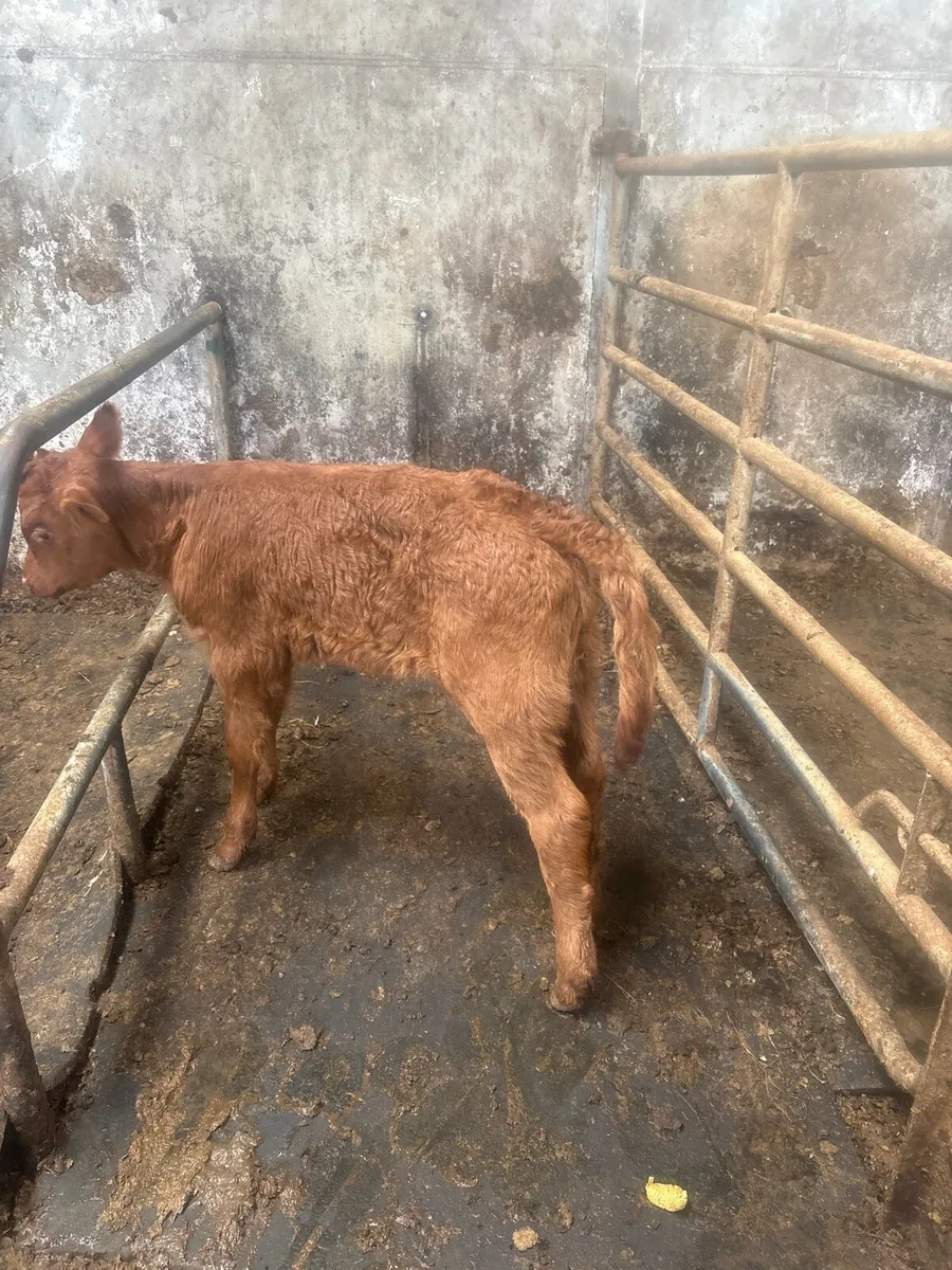 Foster calf - Image 3