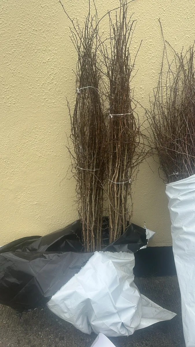 Whitethorn hedging free delivery