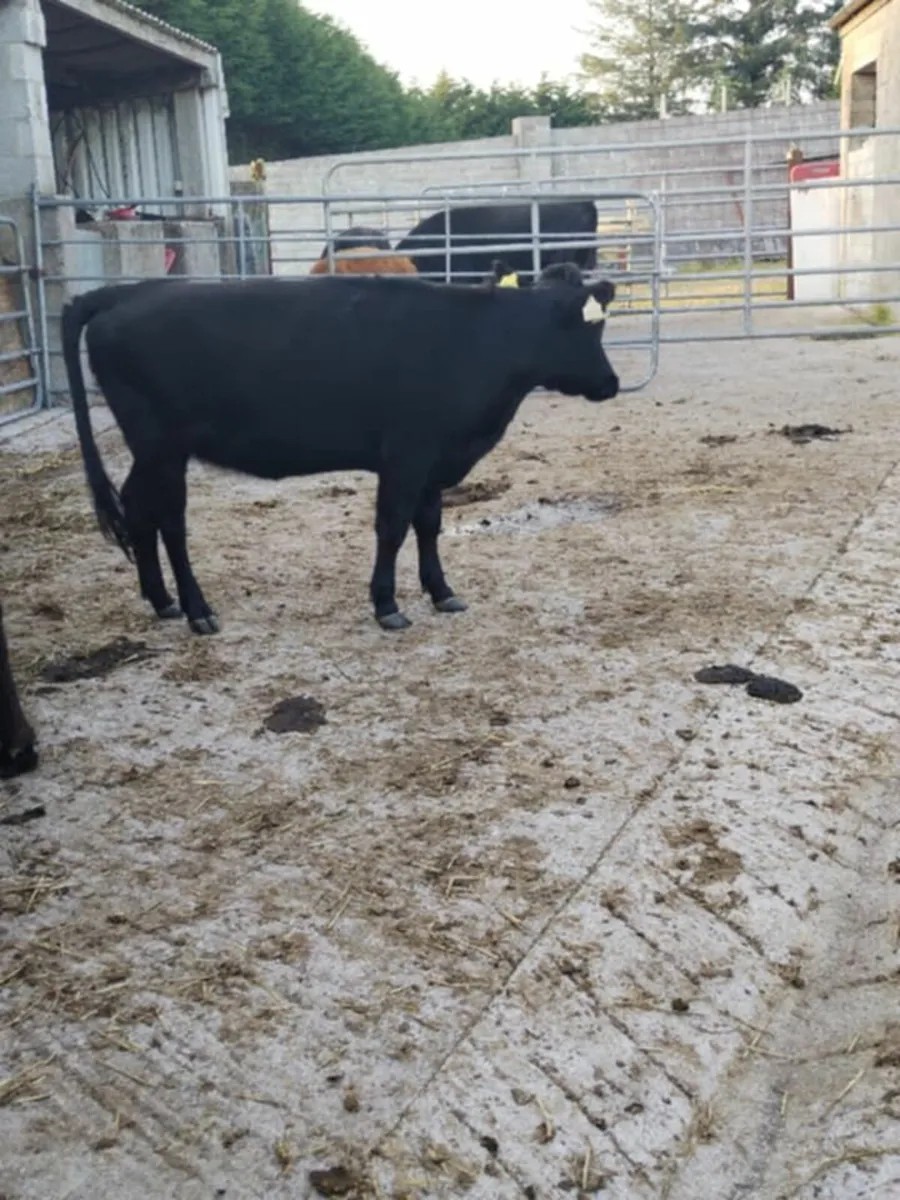 Fill your freezer with top quality beef in 2026! - Image 1