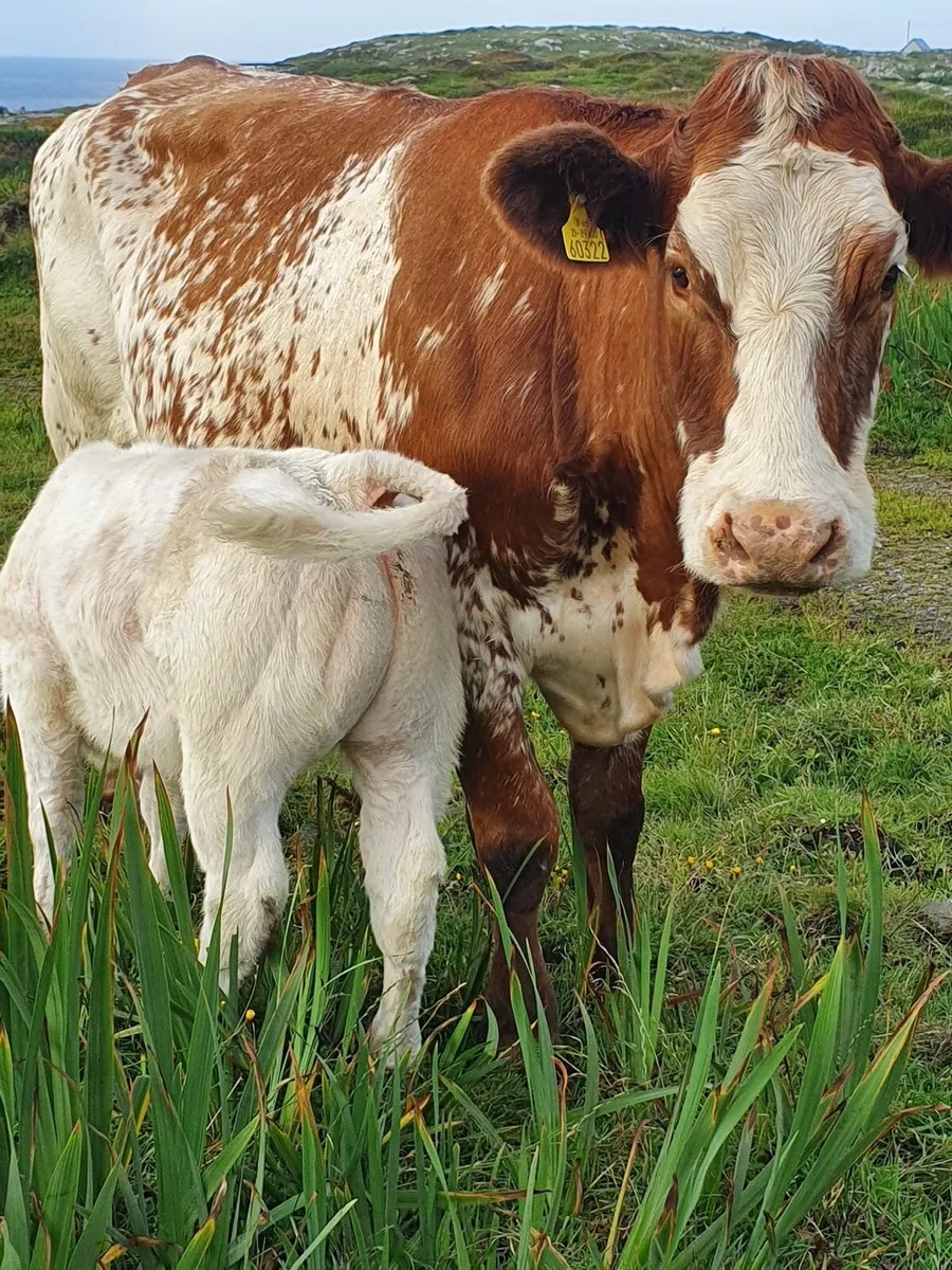 Cows with Calves & bulled again for Maam Cross - Image 1