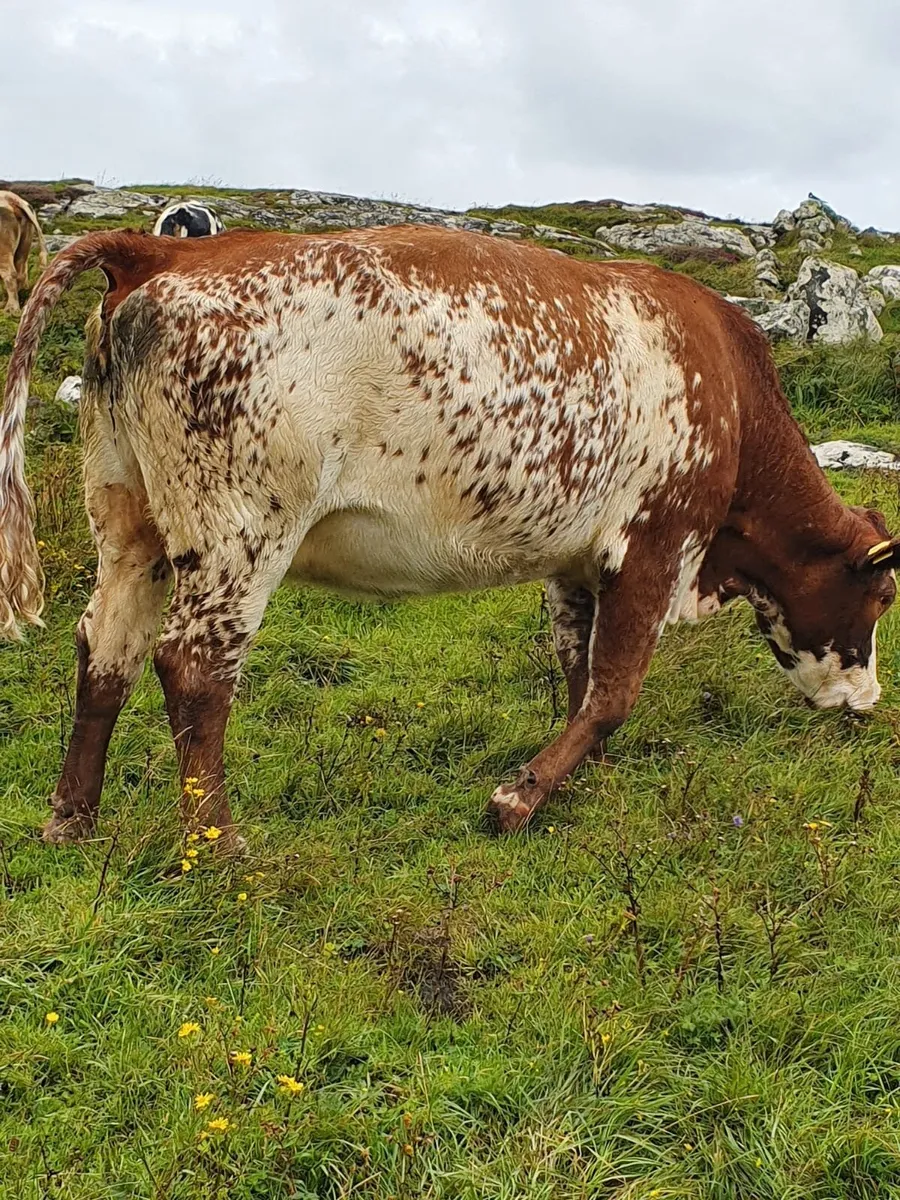 Cows with Calves & bulled again for Maam Cross - Image 2