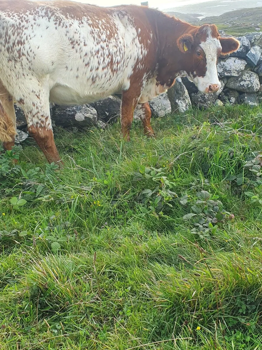 Cows with Calves & bulled again for Maam Cross - Image 3