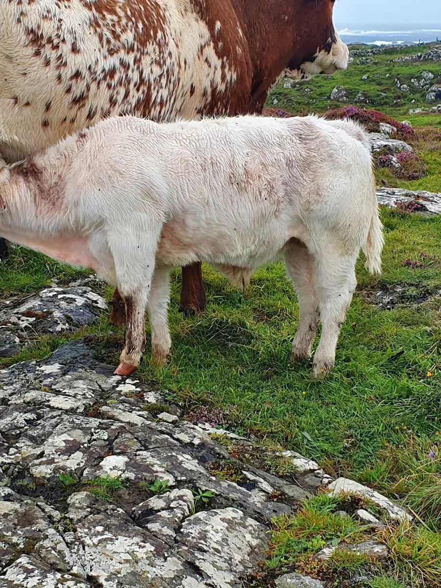 Cows with Calves & bulled again for Maam Cross - Image 4