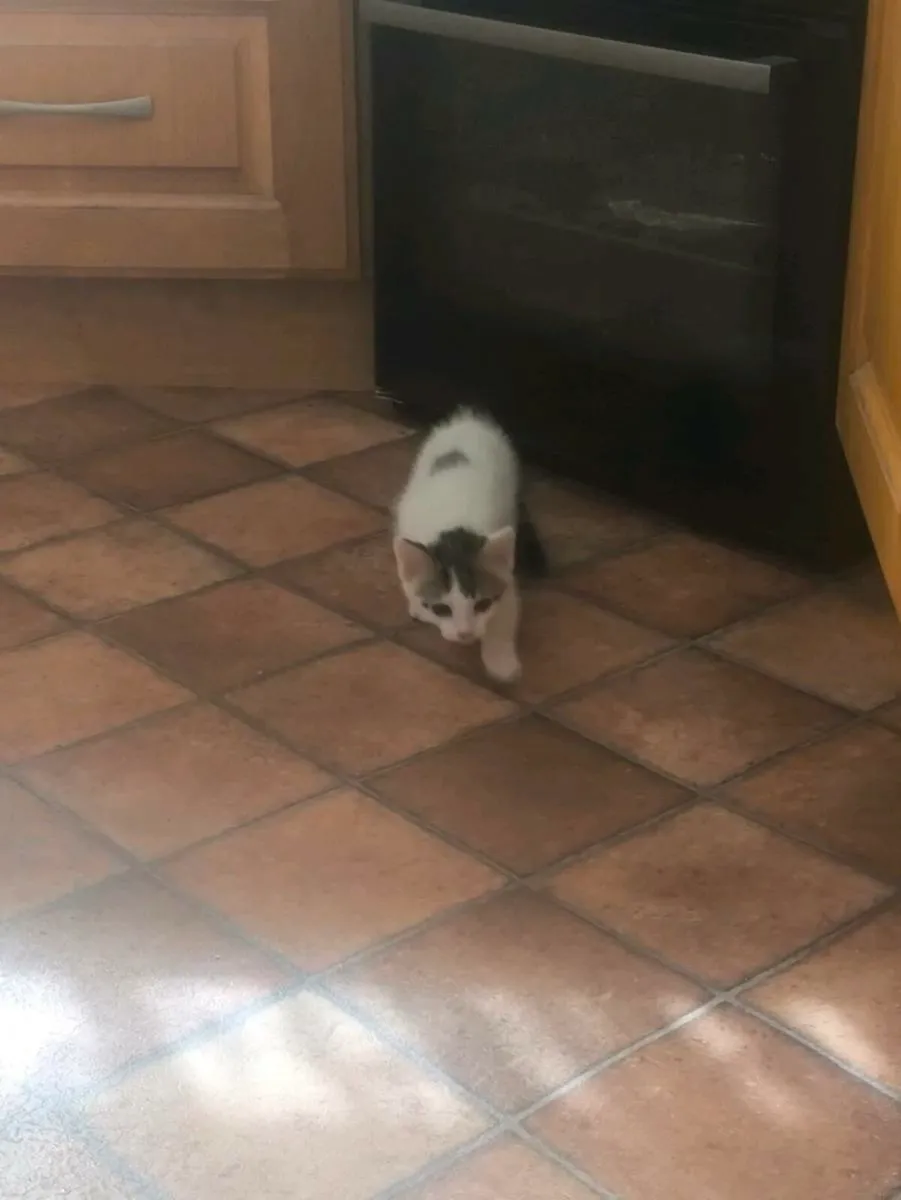 Kittens - Image 3