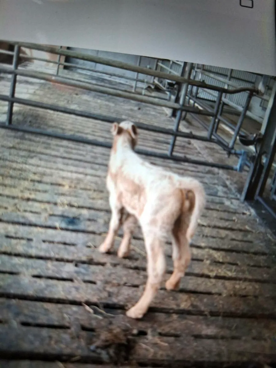 Calf - Image 2