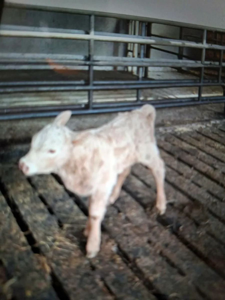 Calf - Image 1