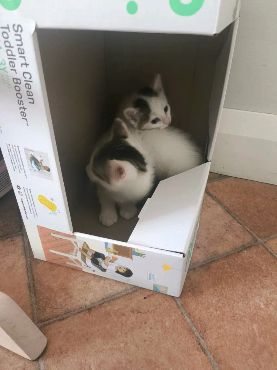 Kittens - Image 2