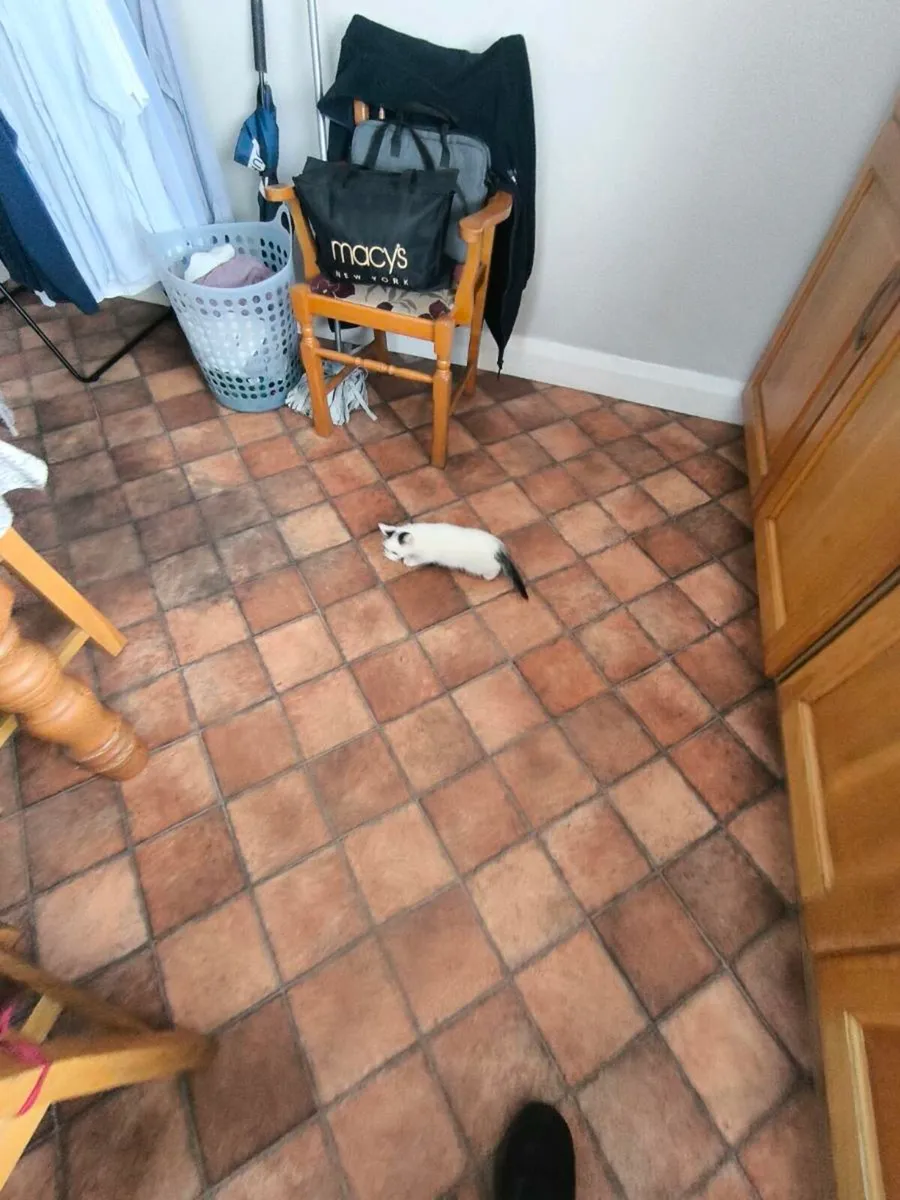 Kittens - Image 4